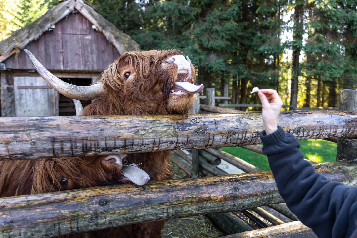 Benefits of Owning a Mini Jersey Cows – MICROMINIHIGHLANDCOW.COM